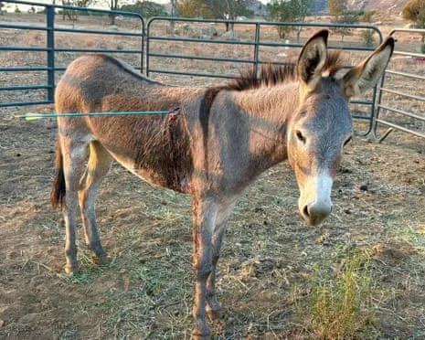 Donkey Recovering Following Newest Arrow Attack on Wild Burros in the Golden State
