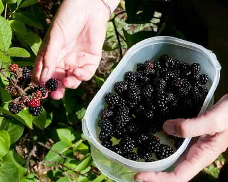 In Search Of: Delicious Baked Goods to Make Use Of a Surplus of House-Made Jam